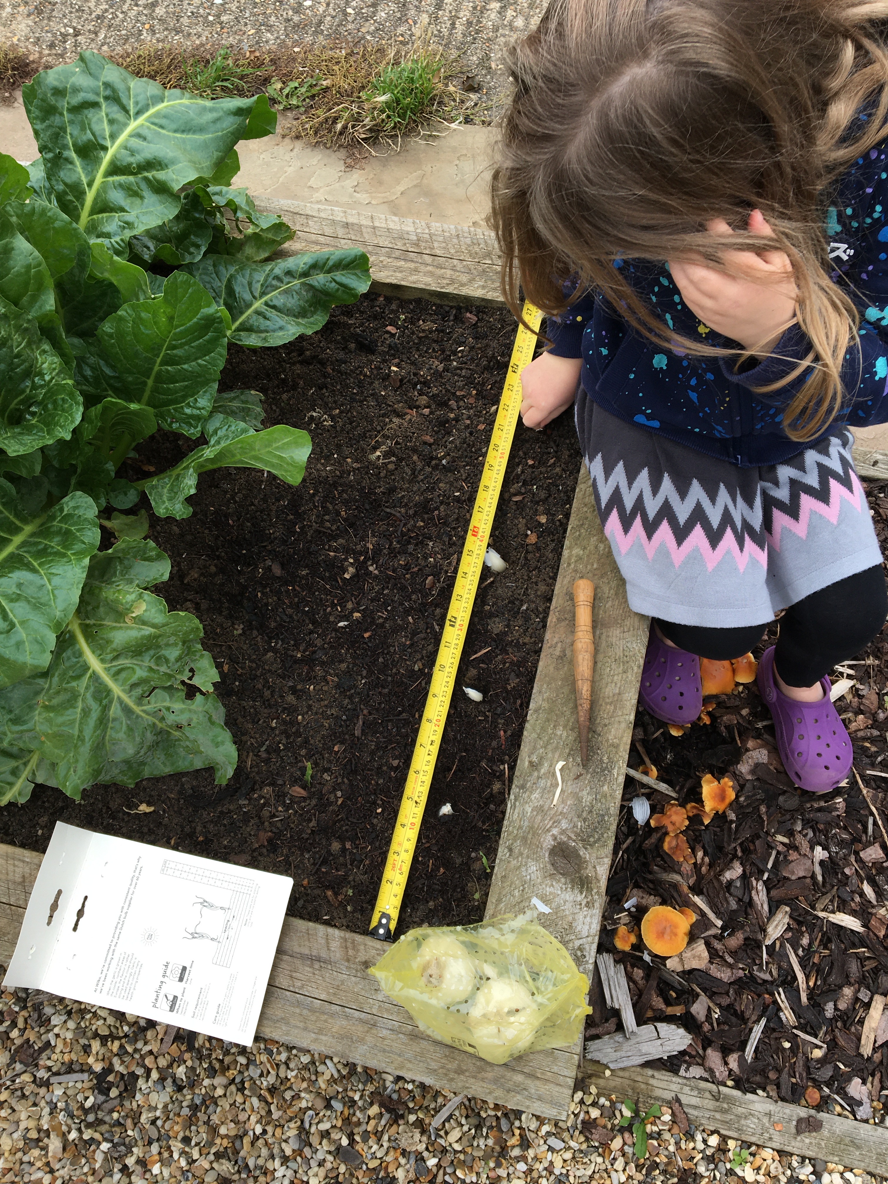 young girl sowing garlic cloves along a tape measure