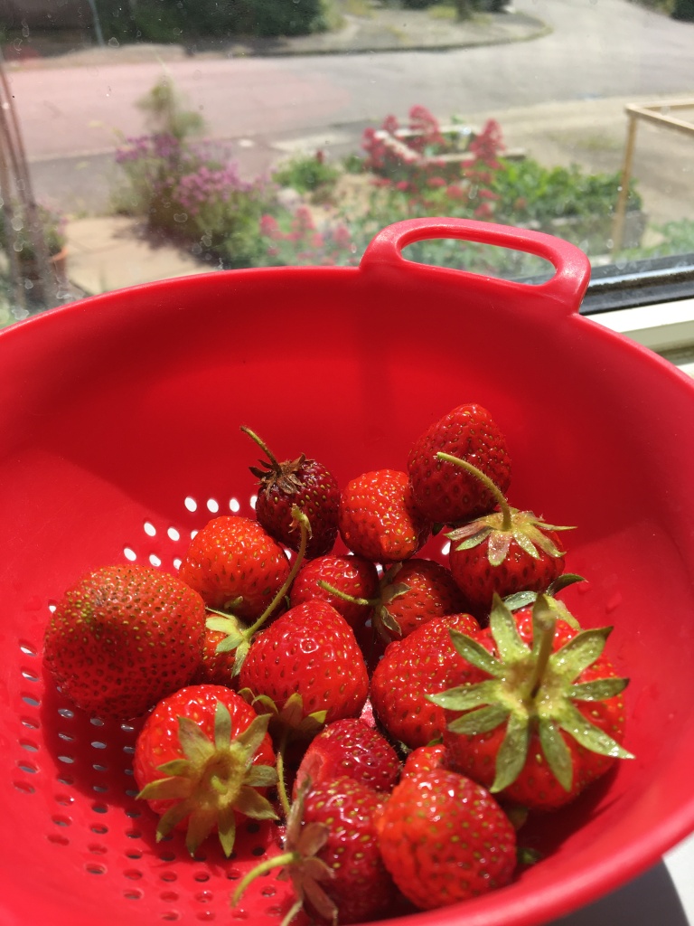 Strawberries in a red colander