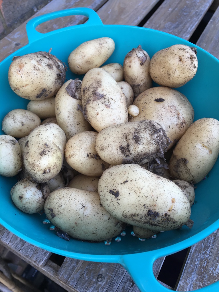 New potatoes in a bright blue colander