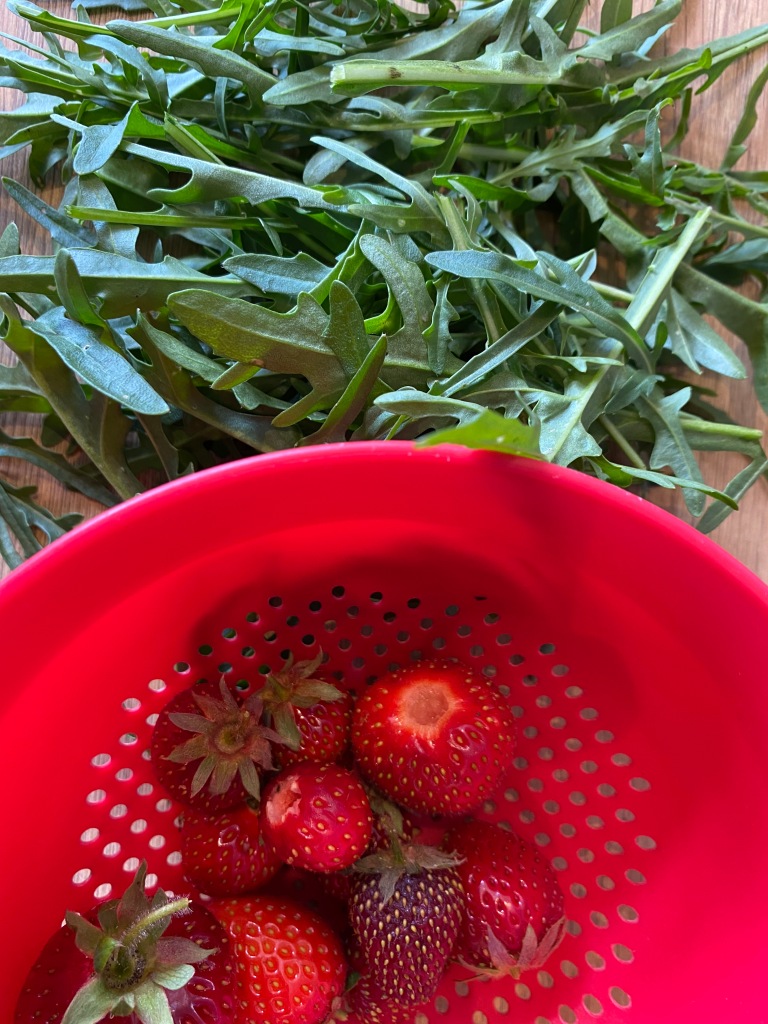 Red colander with strawberries of varying size and a bunch of rocket