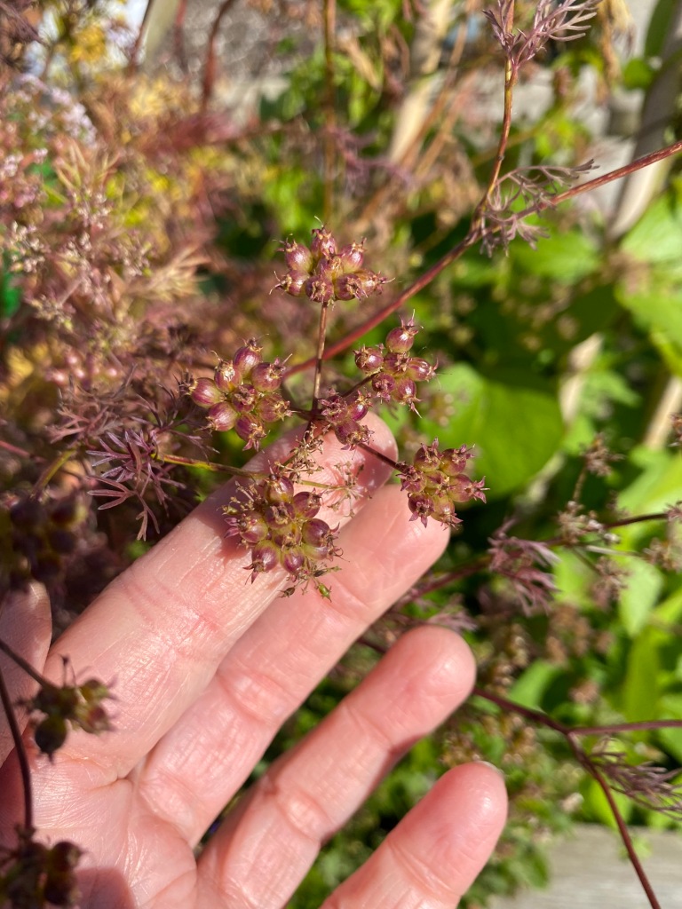 Hand supporting some delicate coriander seed heads
