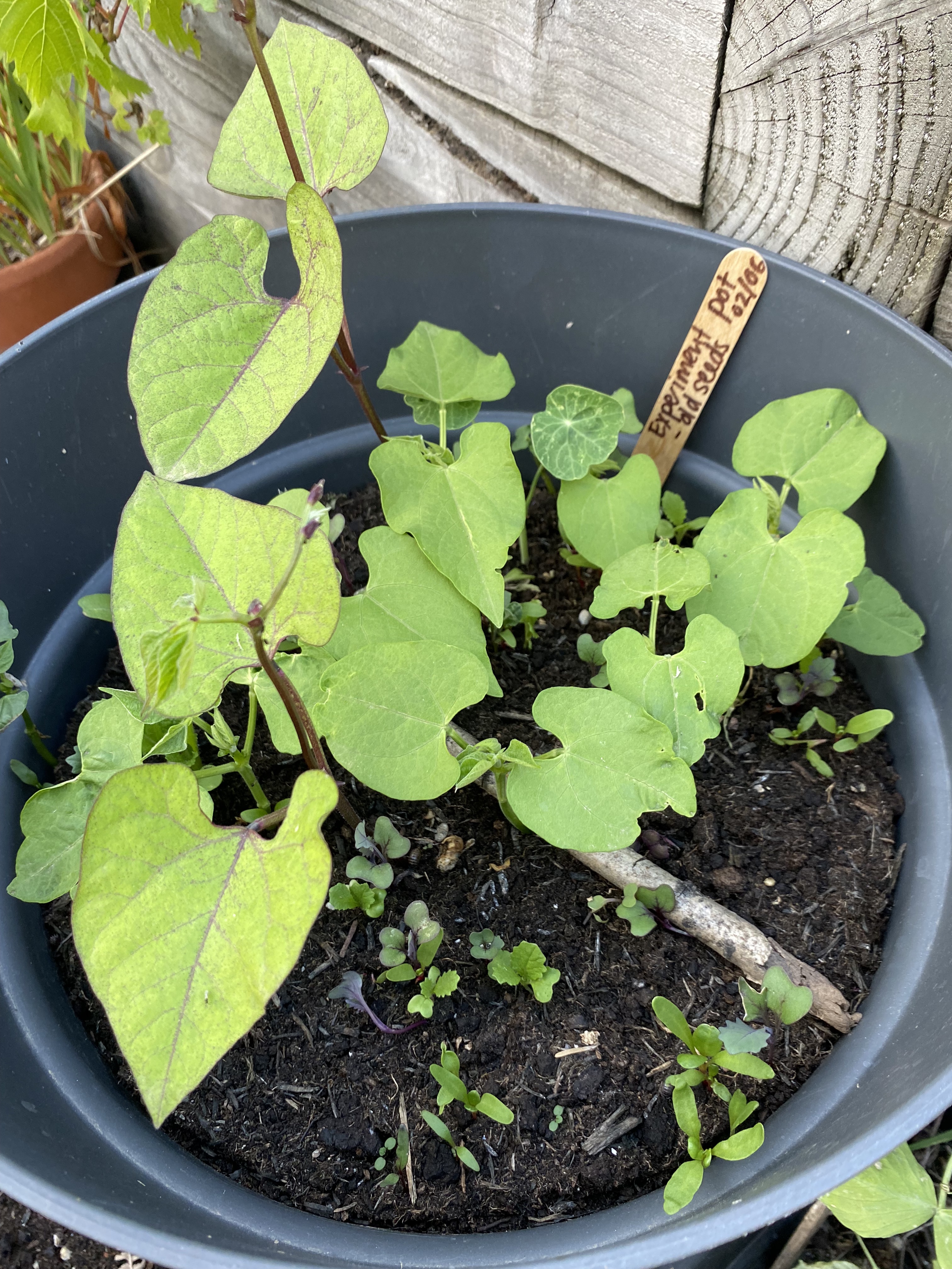 Grey pot with seedlings growing in it