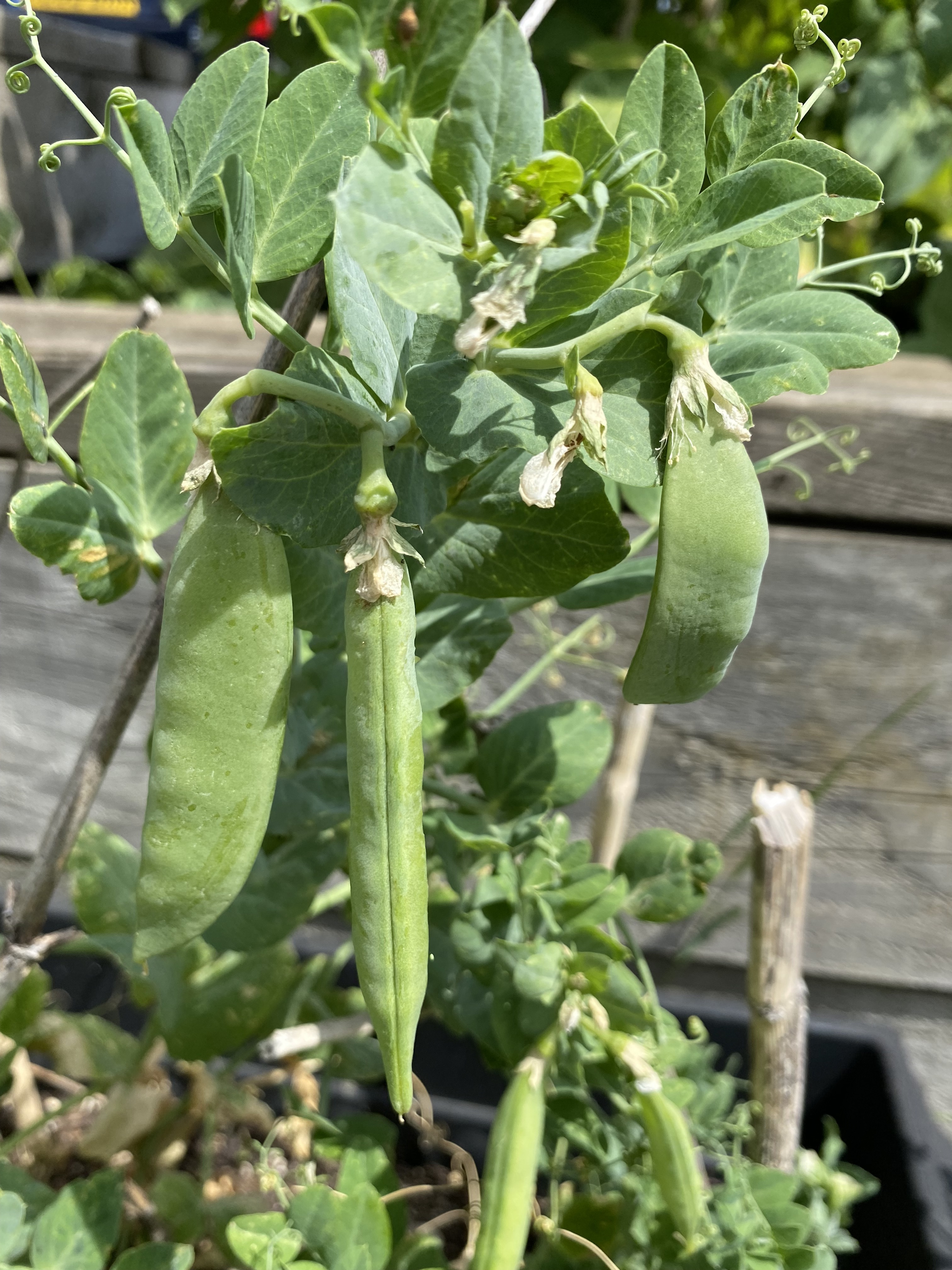 Pea pods hanging from plant