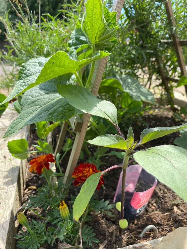 Cucumbers, French marigolds in a raised wooden planter